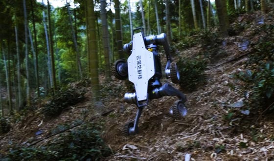 今年会金字山猫